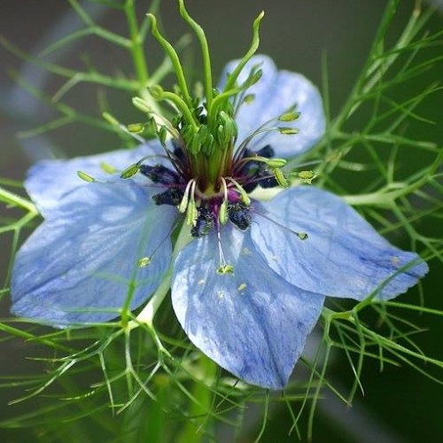 fleur de nigelle de Damas